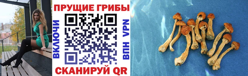 Псилоцибиновые грибы прущие грибы  Покров 